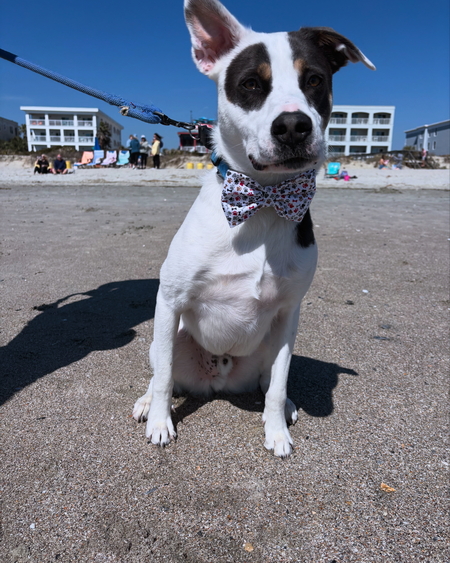 Entry image for Frankie. Clicking this image will show a larger photo