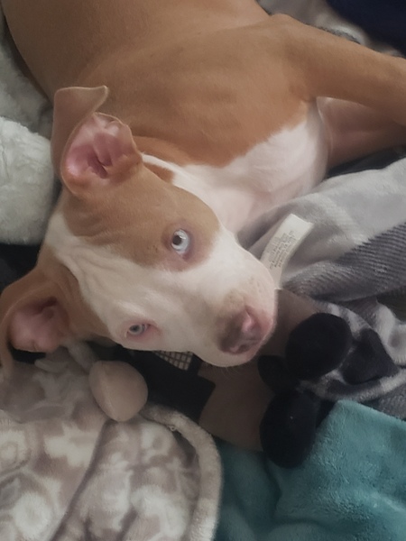 Entry image for OZZY. Clicking this image will show a larger photo