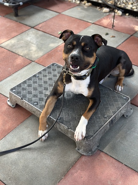 Entry image for Cooper. Clicking this image will show a larger photo