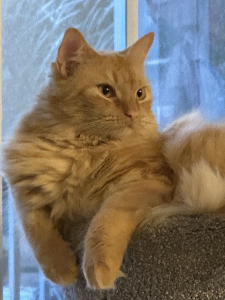 Entry image for Ginger Smitten Mitten Kitten Ale . Clicking this image will show a larger photo