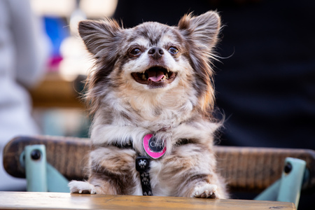FurBabyChip