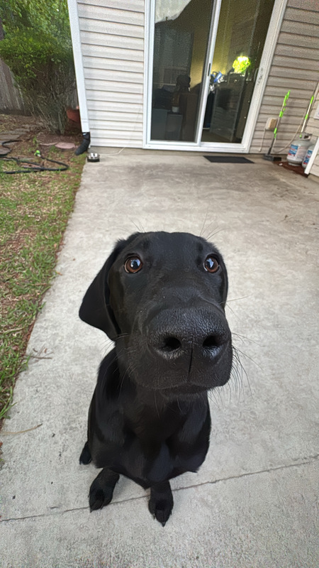 Entry image for Sampson. Clicking this image will show a larger photo