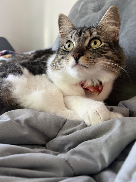 Entry image for Pandora. Clicking this image will show a larger photo