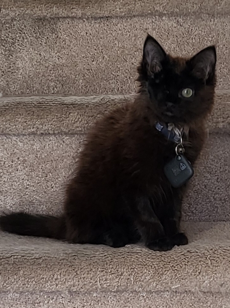 Phemus