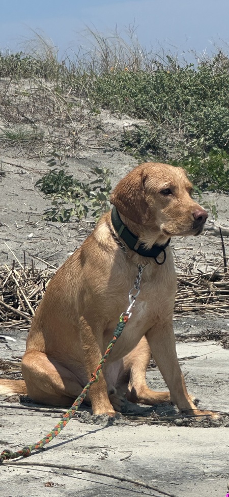 Entry image for Tucker . Clicking this image will show a larger photo