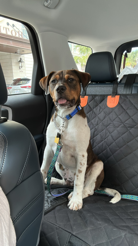 Entry image for Bear. Clicking this image will show a larger photo