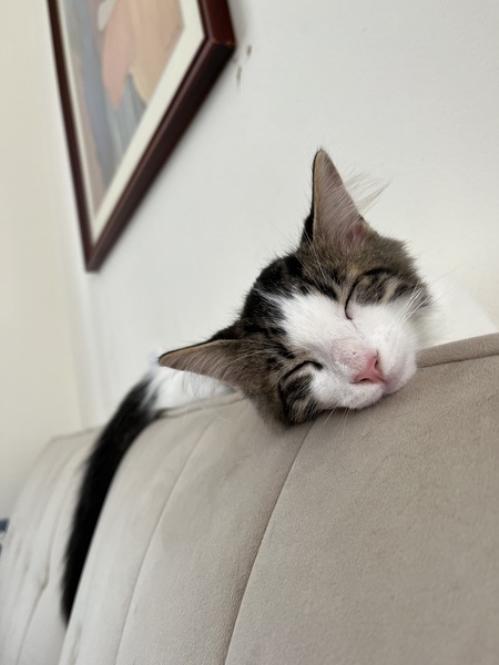 Entry image for Arthur. Clicking this image will show a larger photo