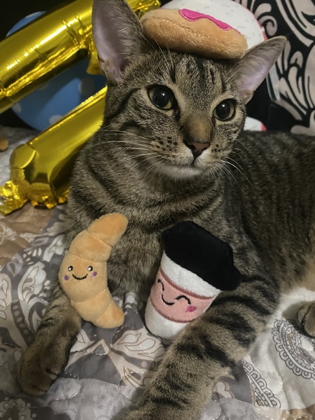 Entry image for Oatmeal. Clicking this image will show a larger photo