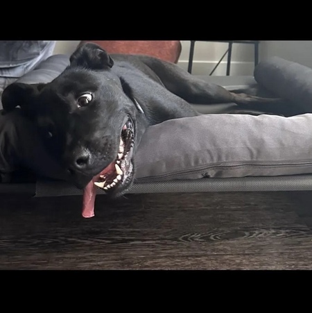 Entry image for Hunter. Clicking this image will show a larger photo