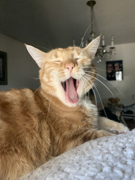 Entry image for Loki. Clicking this image will show a larger photo