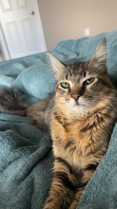 Entry image for Nero. Clicking this image will show a larger photo