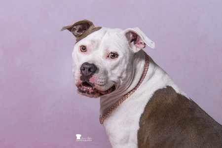 Entry image for Tilly. Clicking this image will show a larger photo