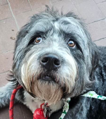 Entry image for BUBBY. Clicking this image will show a larger photo