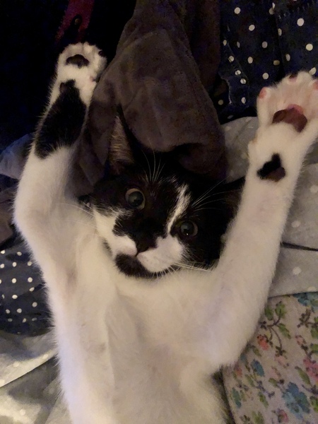 Entry image for Rosie. Clicking this image will show a larger photo