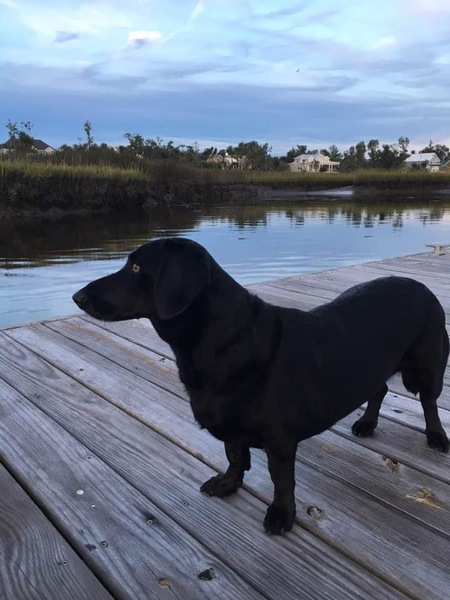 Entry image for Gracie. Clicking this image will show a larger photo