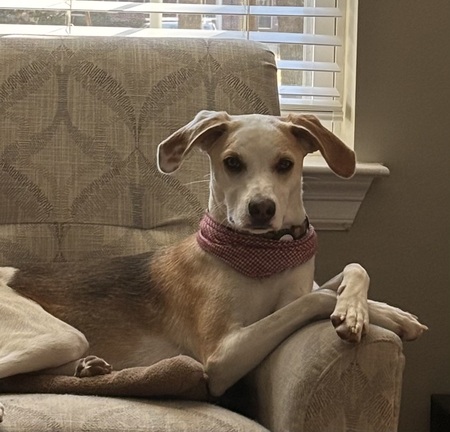 Entry image for Poppet. Clicking this image will show a larger photo