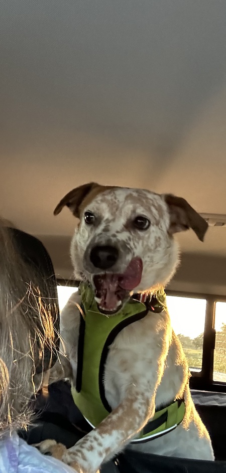 Entry image for Jugeunkkae …. aka Juju. Clicking this image will show a larger photo