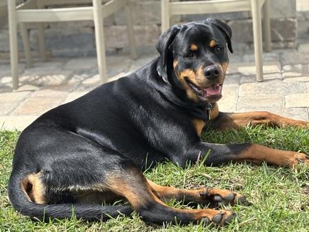 Entry image for Brie. Clicking this image will show a larger photo