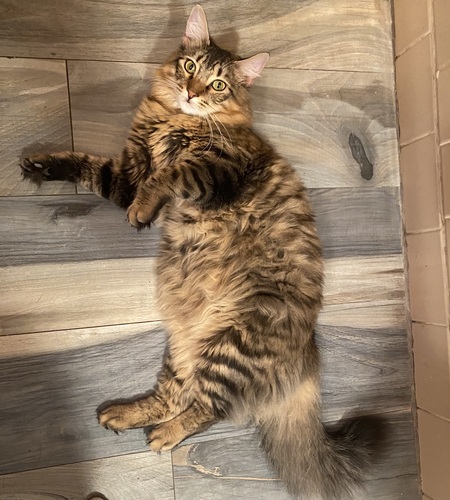 Entry image for Willy. Clicking this image will show a larger photo