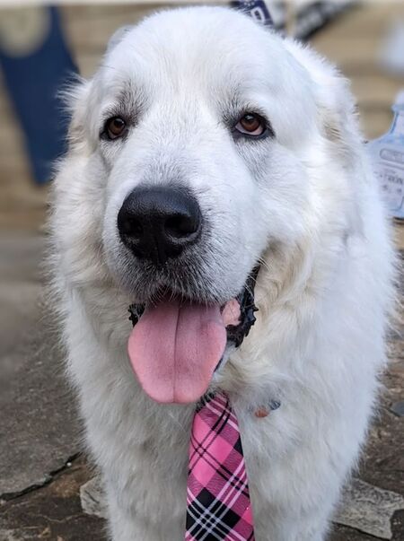 Entry image for Toby. Clicking this image will show a larger photo