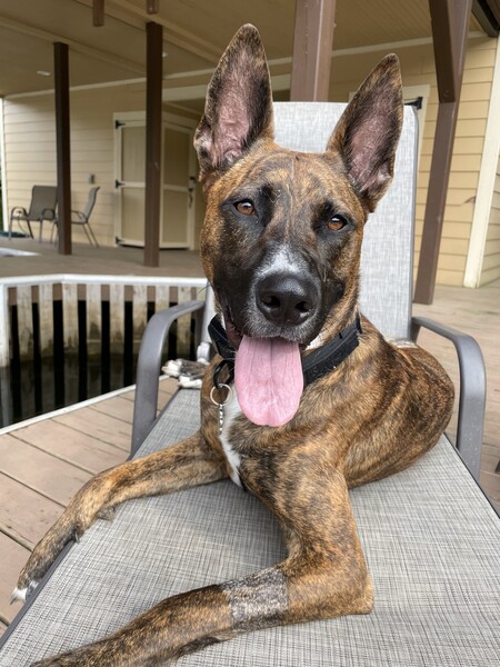 Entry image for Sailor. Clicking this image will show a larger photo