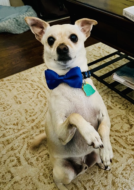 Entry image for Curry. Clicking this image will show a larger photo