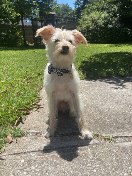 Entry image for Dobby. Clicking this image will show a larger photo