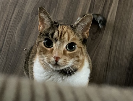 Entry image for Piper. Clicking this image will show a larger photo