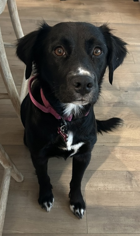 Entry image for Ellie. Clicking this image will show a larger photo