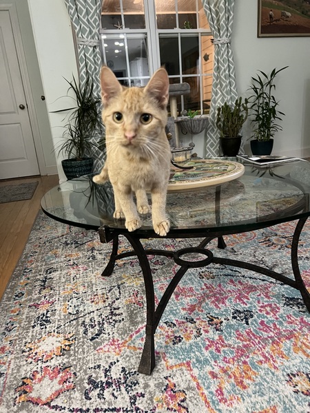 Entry image for Ginger. Clicking this image will show a larger photo