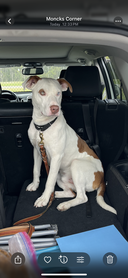 Entry image for Turtle. Clicking this image will show a larger photo