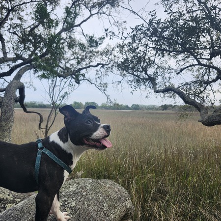 Entry image for Goose. Clicking this image will show a larger photo