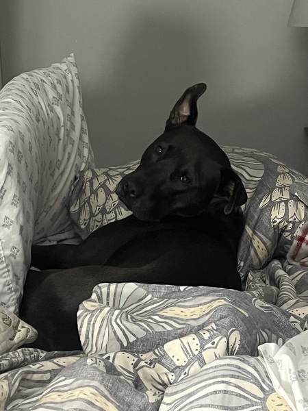 Entry image for Willy. Clicking this image will show a larger photo