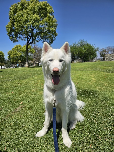 Entry image for Ghost. Clicking this image will show a larger photo