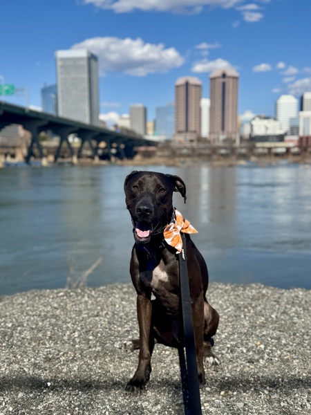 Entry image for Duke. Clicking this image will show a larger photo