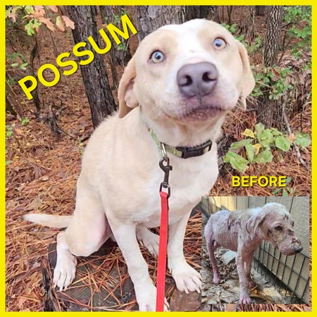 Entry image for Possum. Clicking this image will show a larger photo