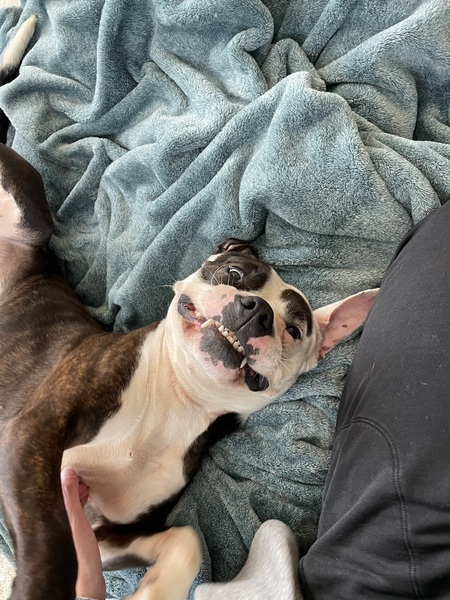 Entry image for Kirby. Clicking this image will show a larger photo