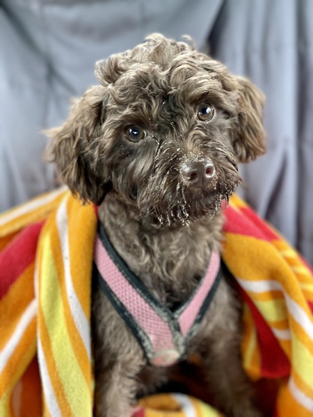 Entry image for Parmesan. Clicking this image will show a larger photo