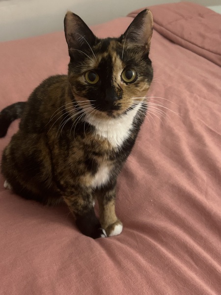 Entry image for Hazel. Clicking this image will show a larger photo