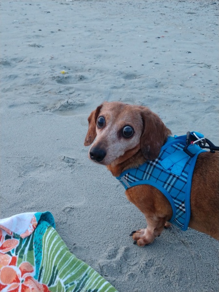 Entry image for Dobby . Clicking this image will show a larger photo