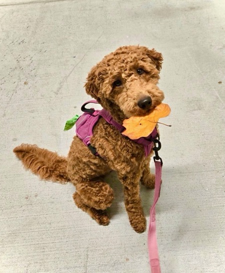 Entry image for Rosie. Clicking this image will show a larger photo