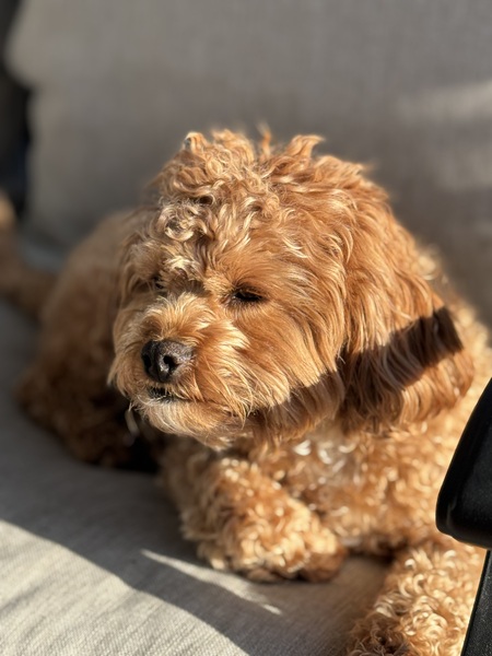 Entry image for Riley. Clicking this image will show a larger photo