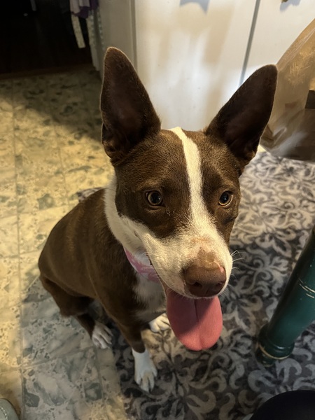 Entry image for Miley smiley. Clicking this image will show a larger photo