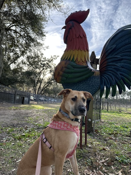 Entry image for Tatum. Clicking this image will show a larger photo