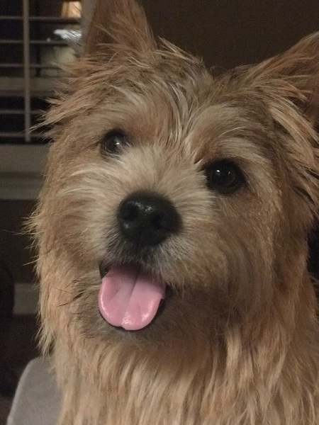 Entry image for Chester. Clicking this image will show a larger photo