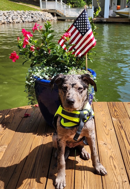 Entry image for Moxie. Clicking this image will show a larger photo