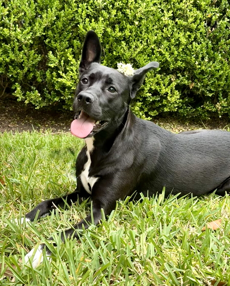 Entry image for Madison . Clicking this image will show a larger photo