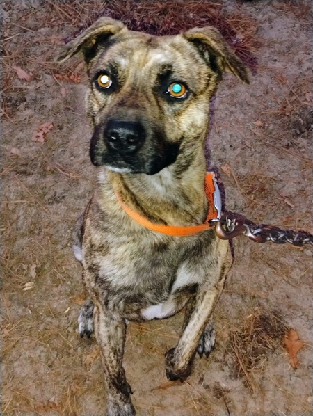 Entry image for Rocky . Clicking this image will show a larger photo