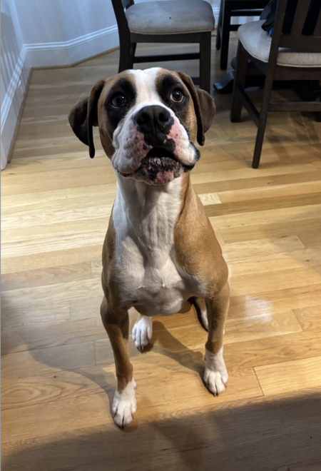 Entry image for Oliver. Clicking this image will show a larger photo