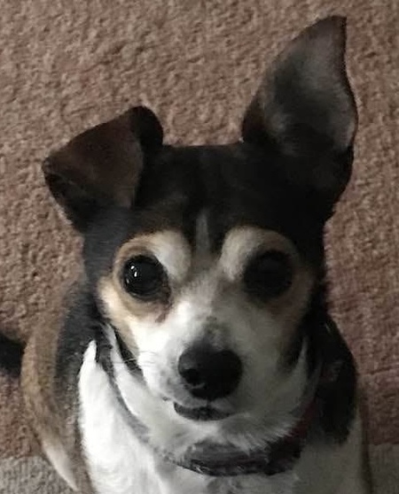 Entry image for Henry. Clicking this image will show a larger photo